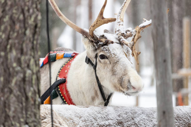 istock Reindeer pulling sleigh in the snow. View of reindeer pulling sleigh in the winter. 1794547976