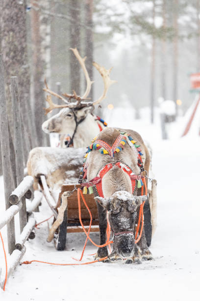 istock Reindeer pulling sleigh in the snow. View of reindeer pulling sleigh in the winter. 1794547980