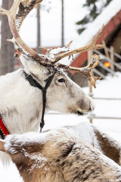 istock Reindeer pulling sleigh in the snow. View of reindeer pulling sleigh in the winter. 1794547982