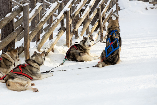 Dog sledding in Lapland, Finland
