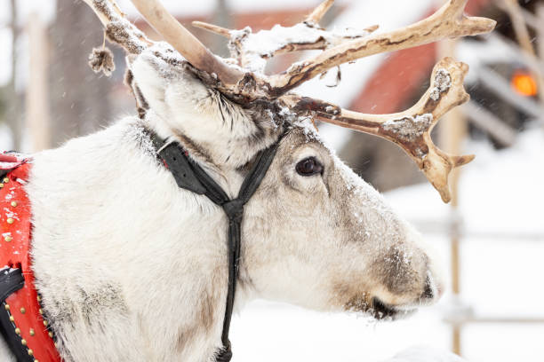 istock Reindeer pulling sleigh in the snow. View of reindeer pulling sleigh in the winter. 1794550401