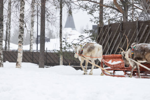 istock Reindeer pulling sleigh in the snow. View of reindeer pulling sleigh in the winter. 1794550416