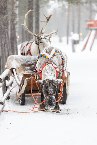 istock Reindeer pulling sleigh in the snow. View of reindeer pulling sleigh in the winter. 1794550555