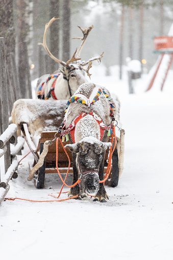 Reindeer pulling sleigh in the snow. View of reindeer pulling sleigh in the winter.