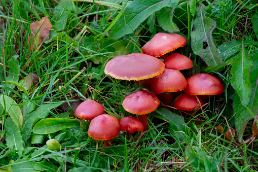 A cluster of red toadstools on a grassy verge