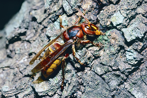 European hornet feeds on the sap of domestic pine, Vespa crabro, Vespidae