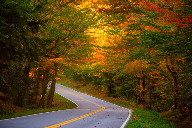 istock asphalt narrow road with a sharp turn among the autumn colorful forest. 1794573090