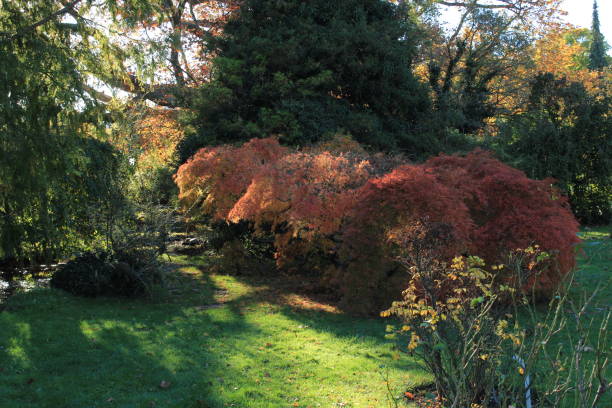istock Bushes with orange leaves 1794578020