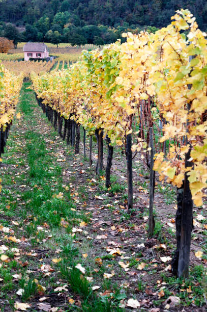 istock Alsace vineyards - France 1794579629