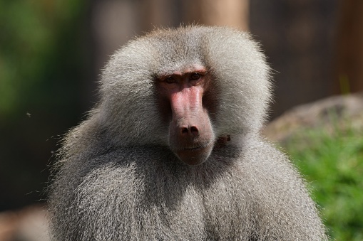 Baboon  -  Simia hamadryas in front of a white background.