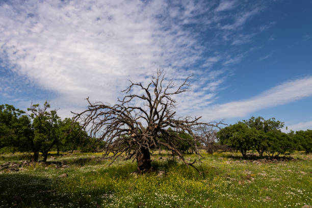 Wildflowers carpet a green meadow and forest beneath a spectacular stratocirrus cloud on Israel's Golan Heights.