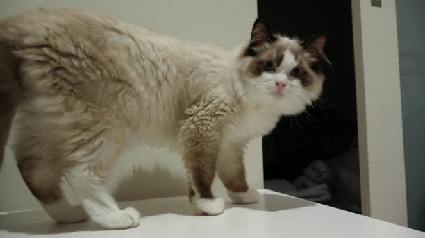 istock Ragdoll Remedy Healing Hearts with Ragdoll Affection 1794597961