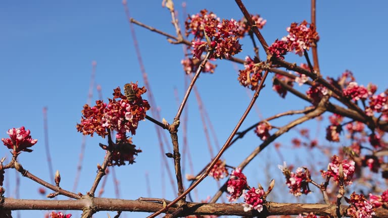 Close-up of bees pollinating a flowering tree on a beautiful spring day