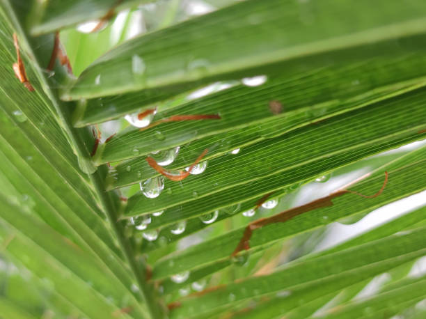 green palm leaf with water drops