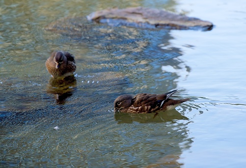 Tasmania, Australia, platypus swimming in creek