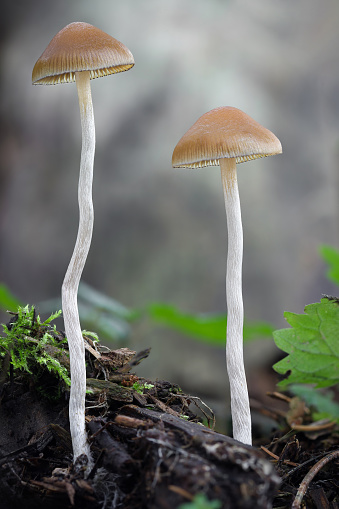 Macro detail shot of hallucinogenic Psilocybe serbica mushrooms - Czech Republic, Europe