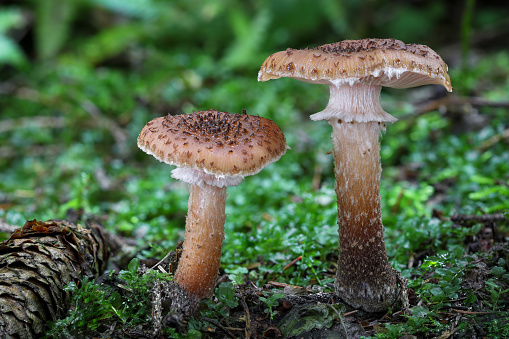 Two edible Armillaria ostoyae mushroom commonly known as Honey mushroom. Czech Republic, Europe.