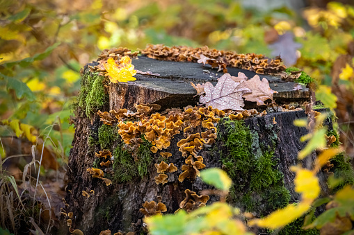 Detail shot from autumn forest - old mossy stump with colorful oak leaves with water drops and mushrooms