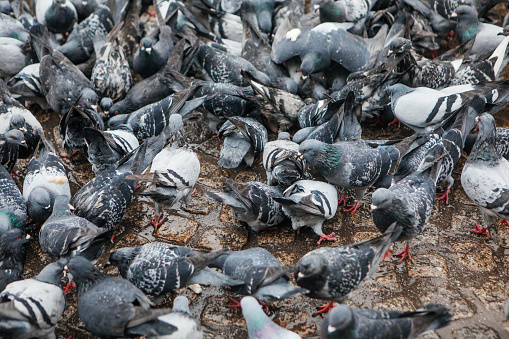 Flock of pigeons on the ground