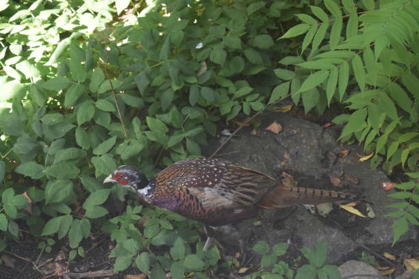 istock Young male pheasant walking in lush foliage. 1794622713