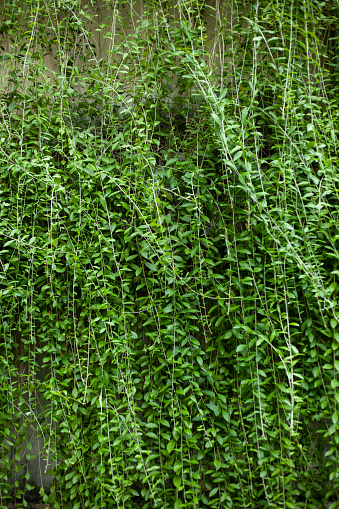 The wall is made of Vernonia elliptica (Lee Kuan Yew plant) which is used as a natural curtain in Vietnam