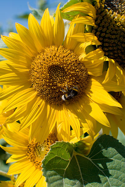 sunflowers stock photo