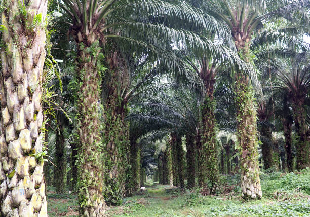 istock Palm oil fruit trees and palm oil fruit 1794627111