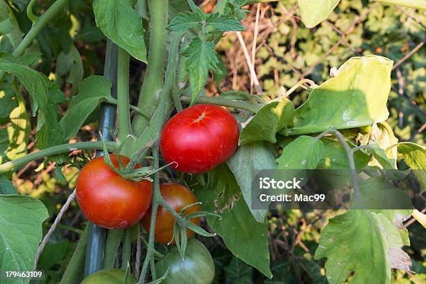 Tomate Vinha - Fotografias de stock e mais imagens de Agricultura - Agricultura, Antioxidante, Ao Ar Livre