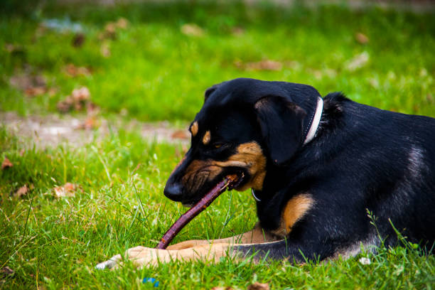 istock Dog enyoing and playing in grass in summer day 1794633505