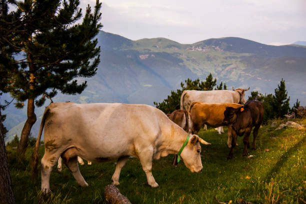 istock Cows in the forest in La Cerdanya, Pyrenees, Spain 1794633642