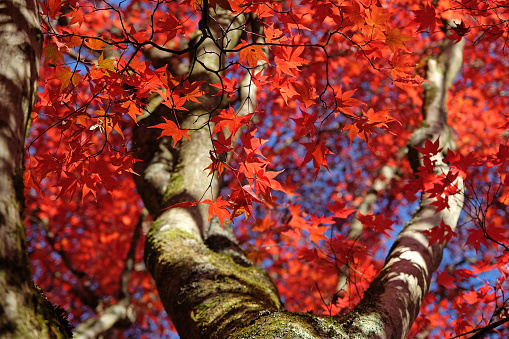 The red leaves of the Acer palmatum, or Japanese maple tree during its autumn display.