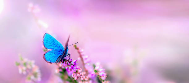 istock blue butterfly sitting on a heather, macro photo 1794640317