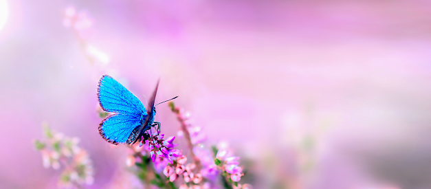 macro photo of a blue butterfly sitting on a heather flower. Blooming wild fairy heather