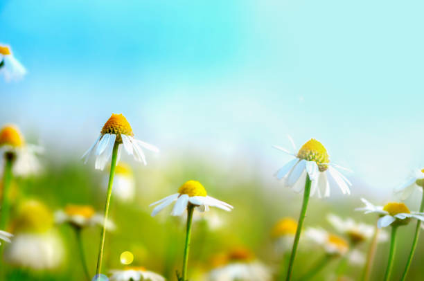 istock chamomile in the sun, floral background 1794640338