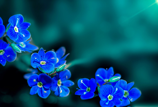 small blue flowers  on a green background close-up