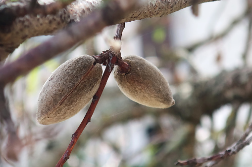 Almonds on the Tree (Prunus amygdalus)