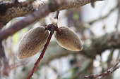 Almonds on the Tree (Prunus amygdalus)