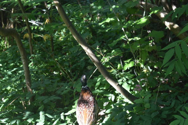 istock Rear end of a male pheasant in a wilderness with sunlight. 1794641439