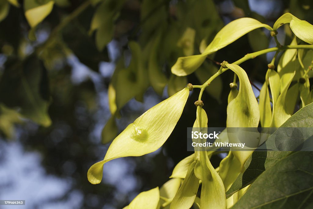 Vuelo semillas en el árbol del paraíso en septiembre - Foto de stock de Aire libre libre de derechos