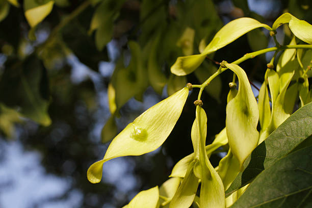 istock Flying seeds on Tree of Heaven in September 179464343