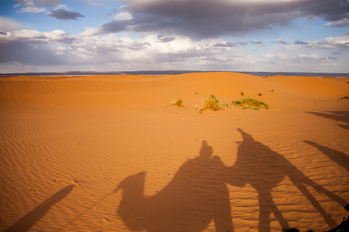 Camels and dunes in the Sahara desert, Morocco.