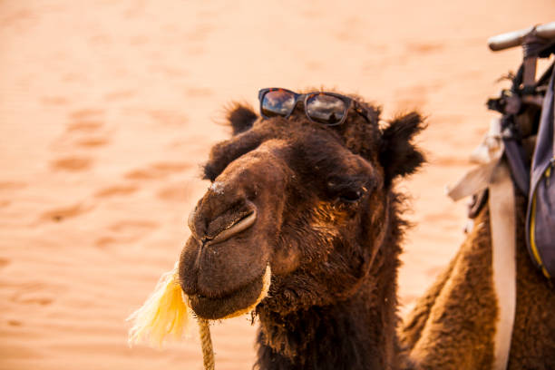 istock Camels and dunes in the Sahara desert, Morocco 1794644242