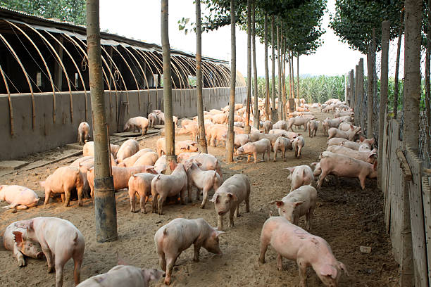 istock pigs in the farm 179464503