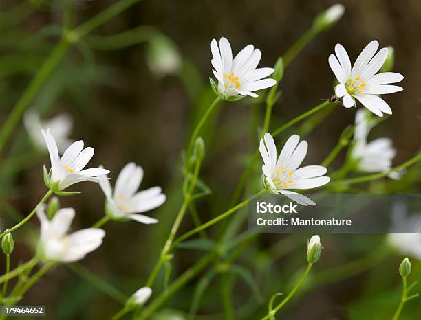 より Stitchwort Stellaria Holostea - おしべのストックフォトや画像を多数ご用意 - おしべ, がく, オランダ