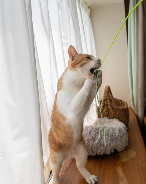 istock cat playing with toys 1794649484