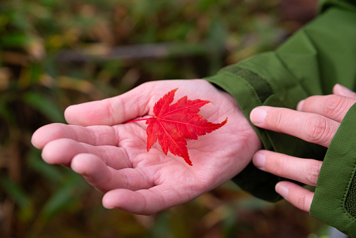 Hands picking up autumn leaves