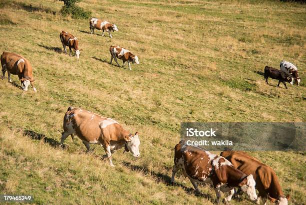 Mucca Marronekühe Auf Der Weide Su Tegernsee Aueralm - Fotografie stock e altre immagini di Agricoltura