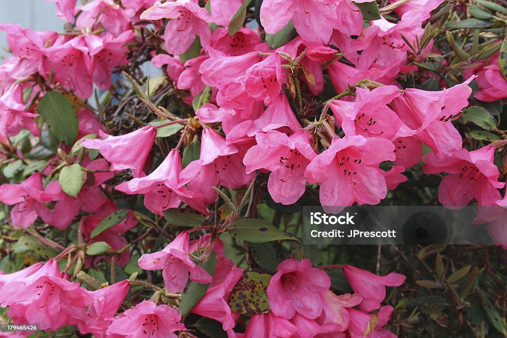 Cor-de-rosa florescendo na primavera, azaleia - Foto de stock de Arbusto royalty-free