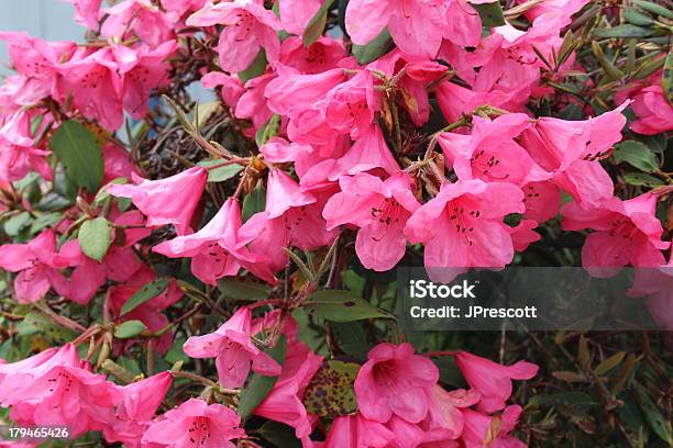 Foto de Corderosa Florescendo Na Primavera Azaleia e mais fotos de stock de Arbusto - Arbusto, Azaléia, Cabeça da flor