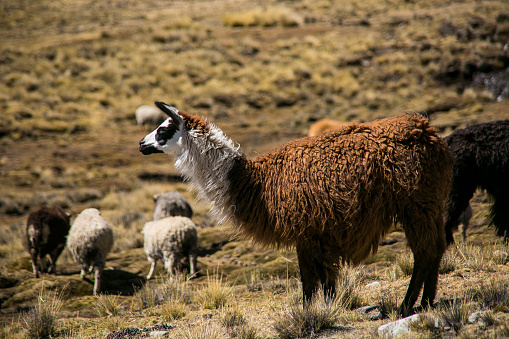 Mountain llama from Cordillera Real, Andes, Bolivia